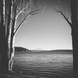 Bare trees in water