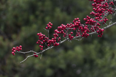 Close-up of red berries growing on tree