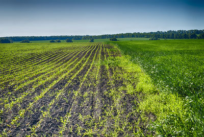 Scenic view of agricultural field against sky