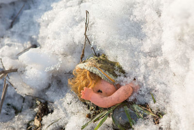 High angle view of animal on rock