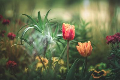 Close-up of flowering plants on field