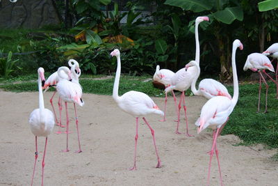 View of birds on land