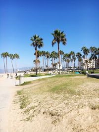 Palm trees on beach