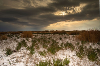 Scenic view of field against sky during sunset