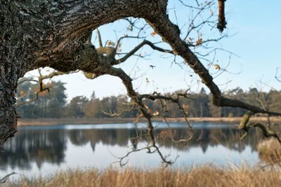 Reflection of tree in lake against sky