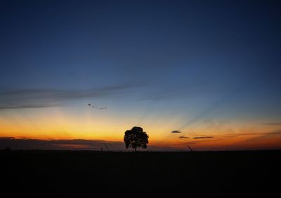 Silhouette trees on field against sky during sunset