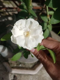 Close-up of hand holding white rose flower