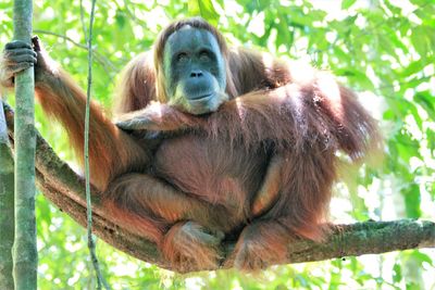 Monkey sitting on tree branch