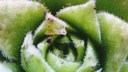 Close-up of caterpillar on plant