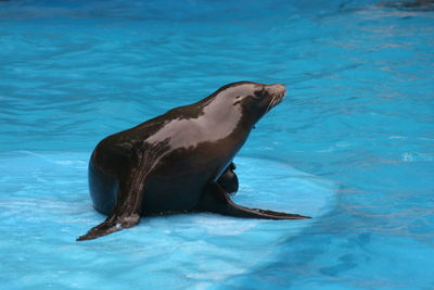 View of a turtle in swimming pool