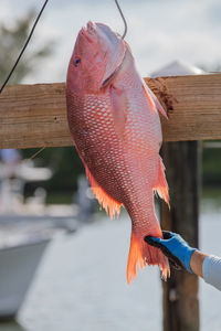 Close-up of hand holding fish