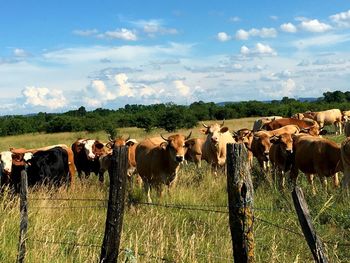 Cows standing on grassy field against sky