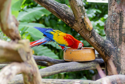 Budriger birds the familly of parrot birds perch at nest