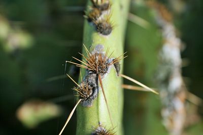 Close-up of insect on plant