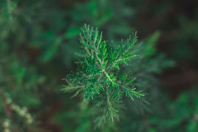 Close-up of fresh green plant