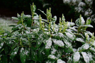 Close-up of fresh green plant