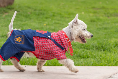 Side view of west highland white terrier walking on footpath