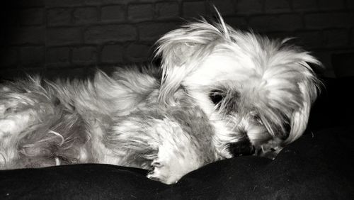 Close-up of dog resting