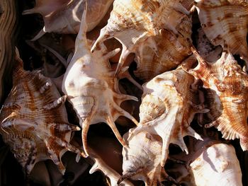 Close-up of animal skull