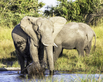 View of elephant drinking water