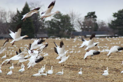 Flock of seagulls