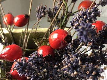 Close-up of red berries growing on tree