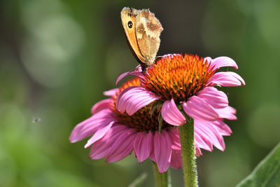 Close up of a butterfly on a pink echinacea flower