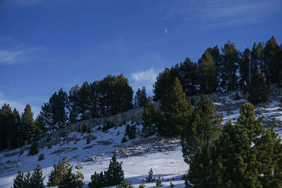 Trees on snow covered land against sky