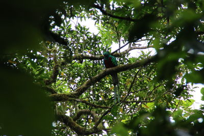 Low angle view of tree