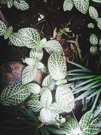 High angle view of succulent plants