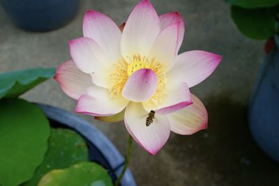 Close-up of pink water lily