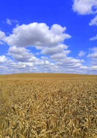 Crop fields on sunny day with blue sky and clouds