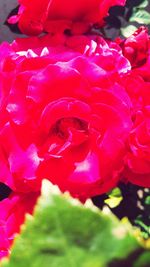 Close-up of roses blooming outdoors