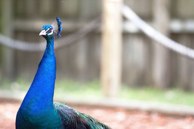 Close-up of a peacock