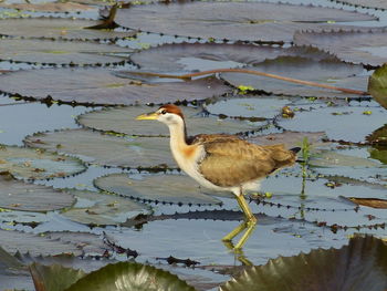 Duck in a lake