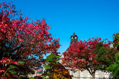 Low angle view of trees and plants against sky