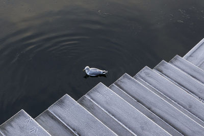 High angle view of seagull on pier
