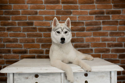 Portrait of white cat on table