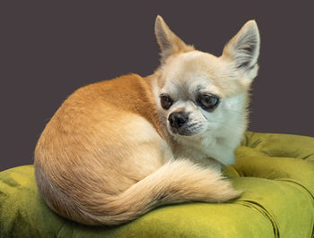 Close-up of a dog resting on bed at home