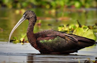 Grey ibis in action