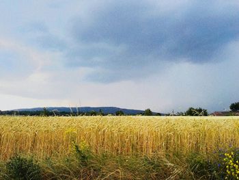 Scenic view of field against sky