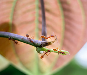 Close-up of insect on leaf