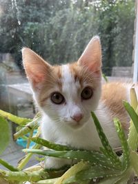 Close-up portrait of a cat