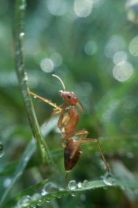 Close-up of insect on plant