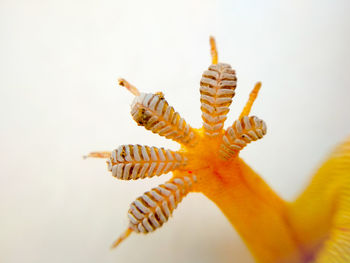 Macro shot of a dead lizard's leg