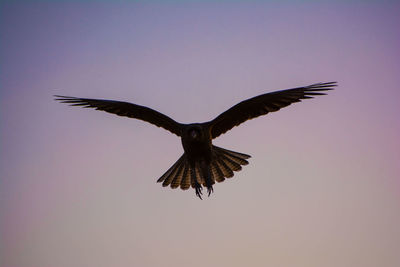Low angle view of eagle flying against clear sky