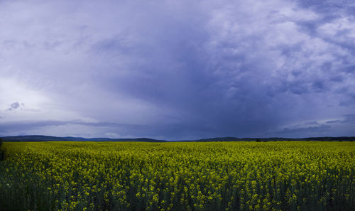 Scenic view of yellow flower field against sky