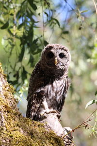 Close-up of owl perching on tree