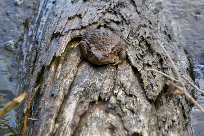 Close-up of lizard on tree