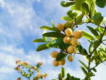 Low angle view of fruits growing on tree against sky